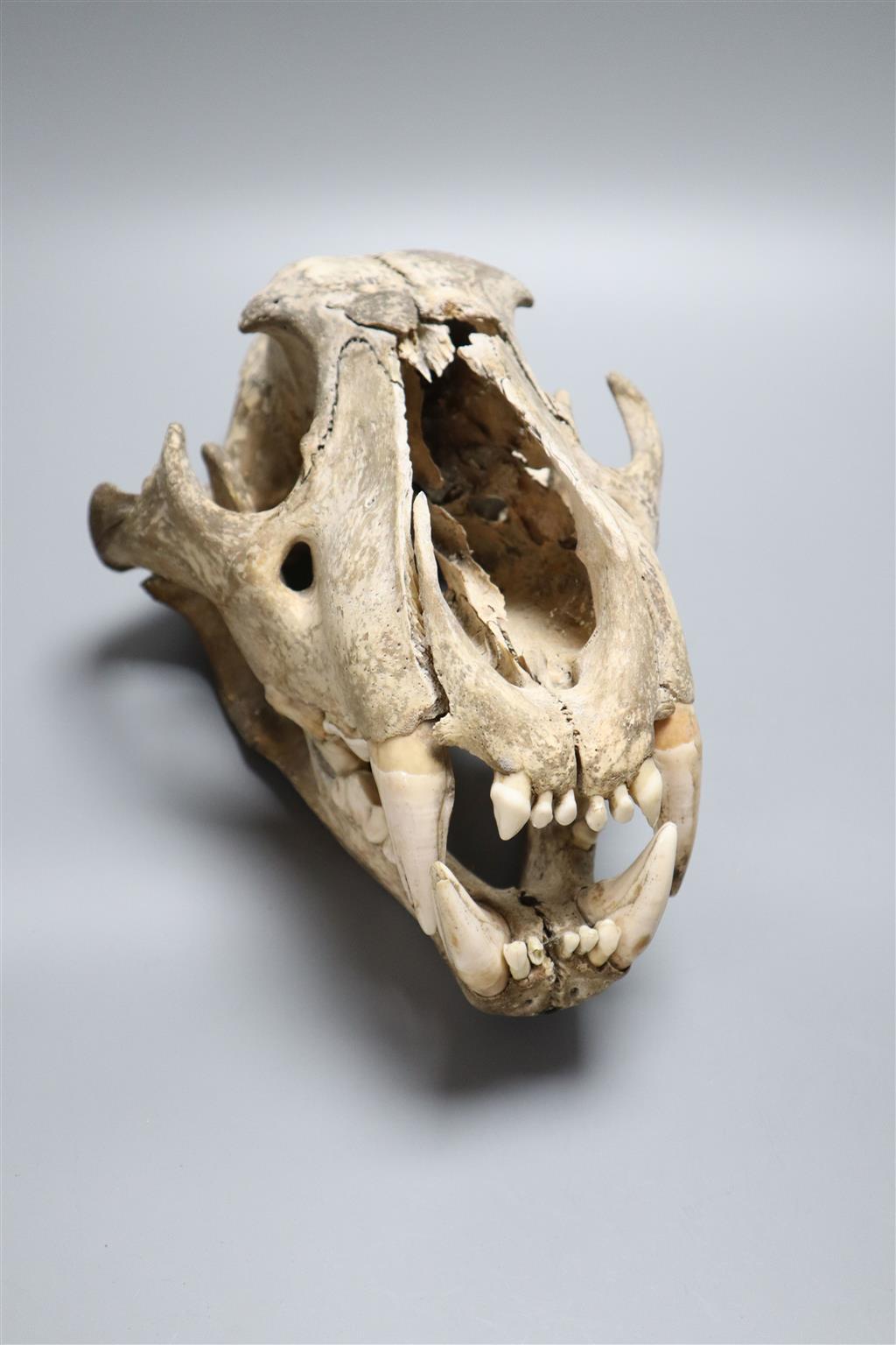 A lions skull, length 35cm